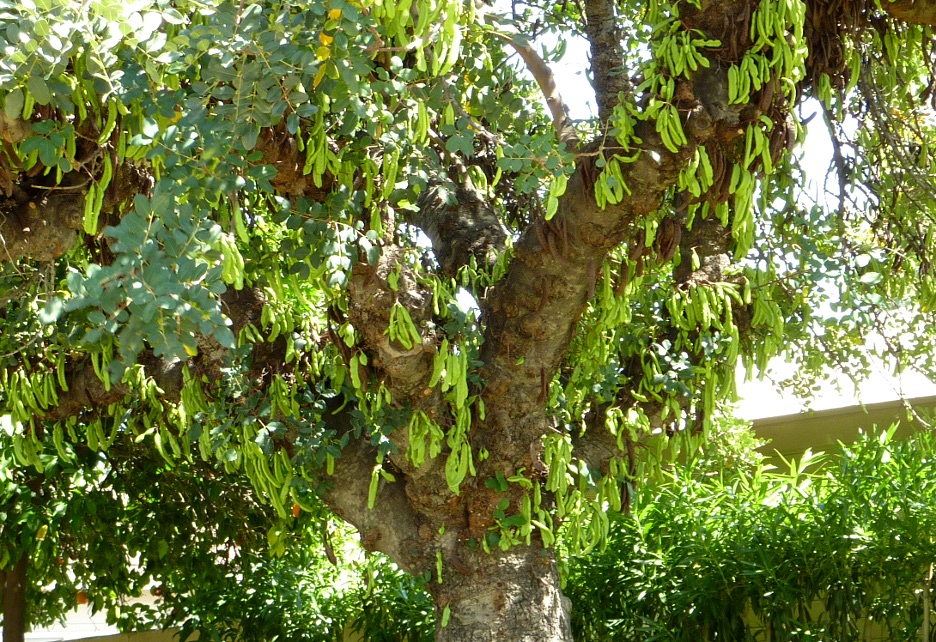 خرنوب 3 تصویر c-38.JPG گیاه خرنوب
