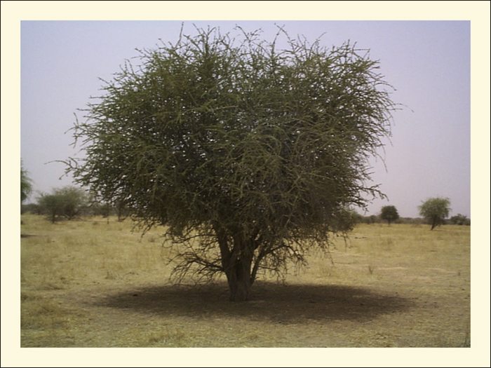 تصویر b-46.jpg گیاه مکرانی شنی