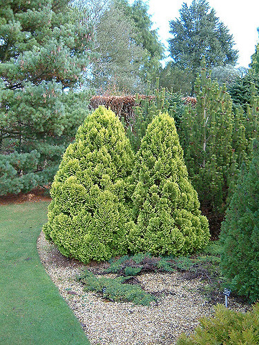 تصویر c-67.jpg گیاه شبه سرو(کاماسیپاریس)