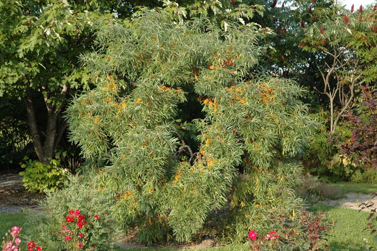 تصویر a-77.jpg گیاه سنجد تلخ