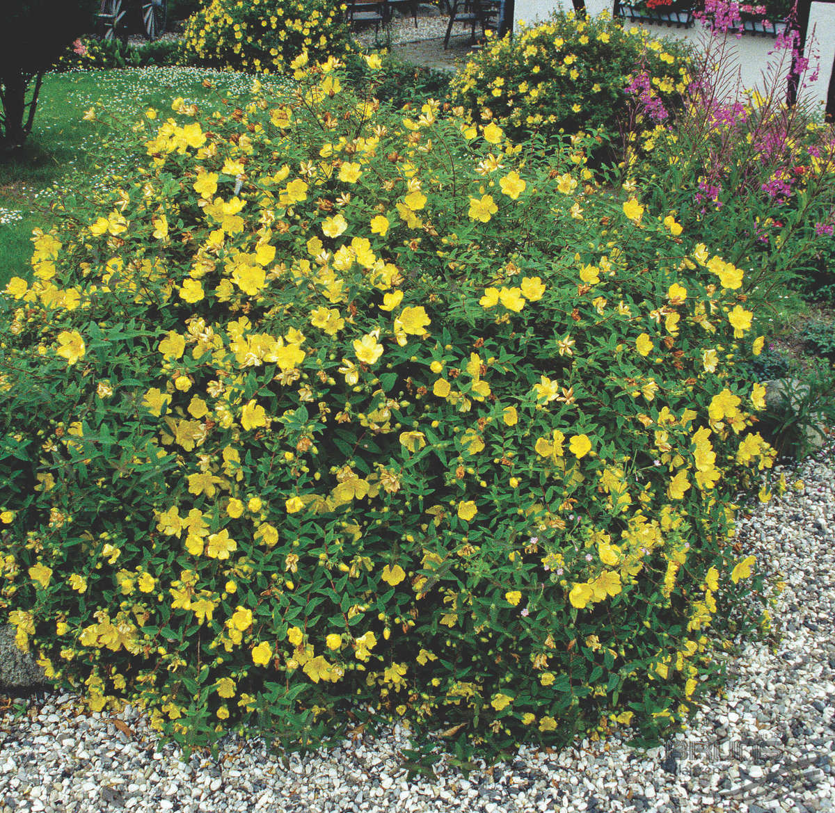 گل راعی، گل چایی 2 تصویر b-97.jpg گیاه گل راعی، گل چایی