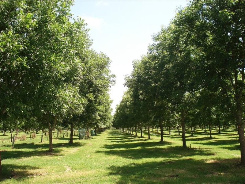 تصویر c-98.jpg گیاه گردوی گرمسیری(کاریا)