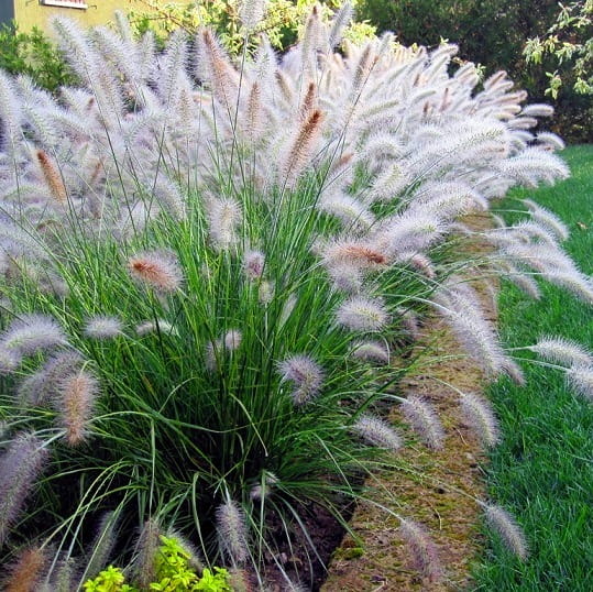 گراس‌های زینتی