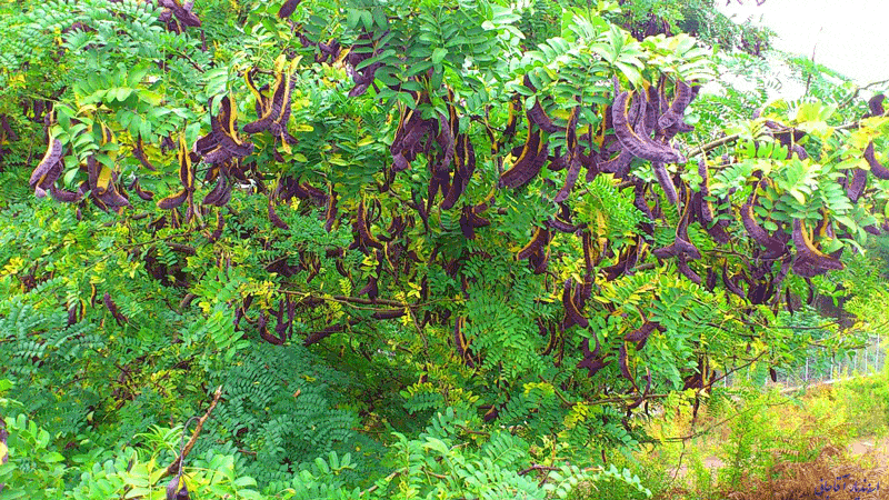 Gleditsia caspica