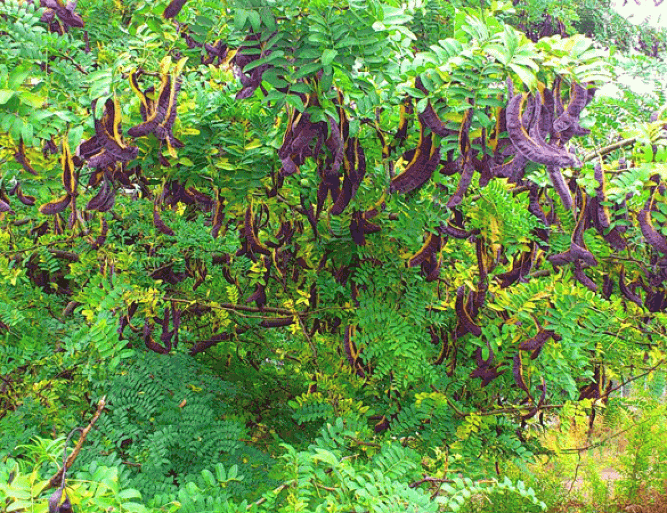 Gleditsia caspica