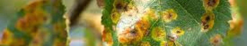 بیماری‌های قارچی