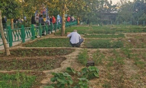 کشاورزی شهری