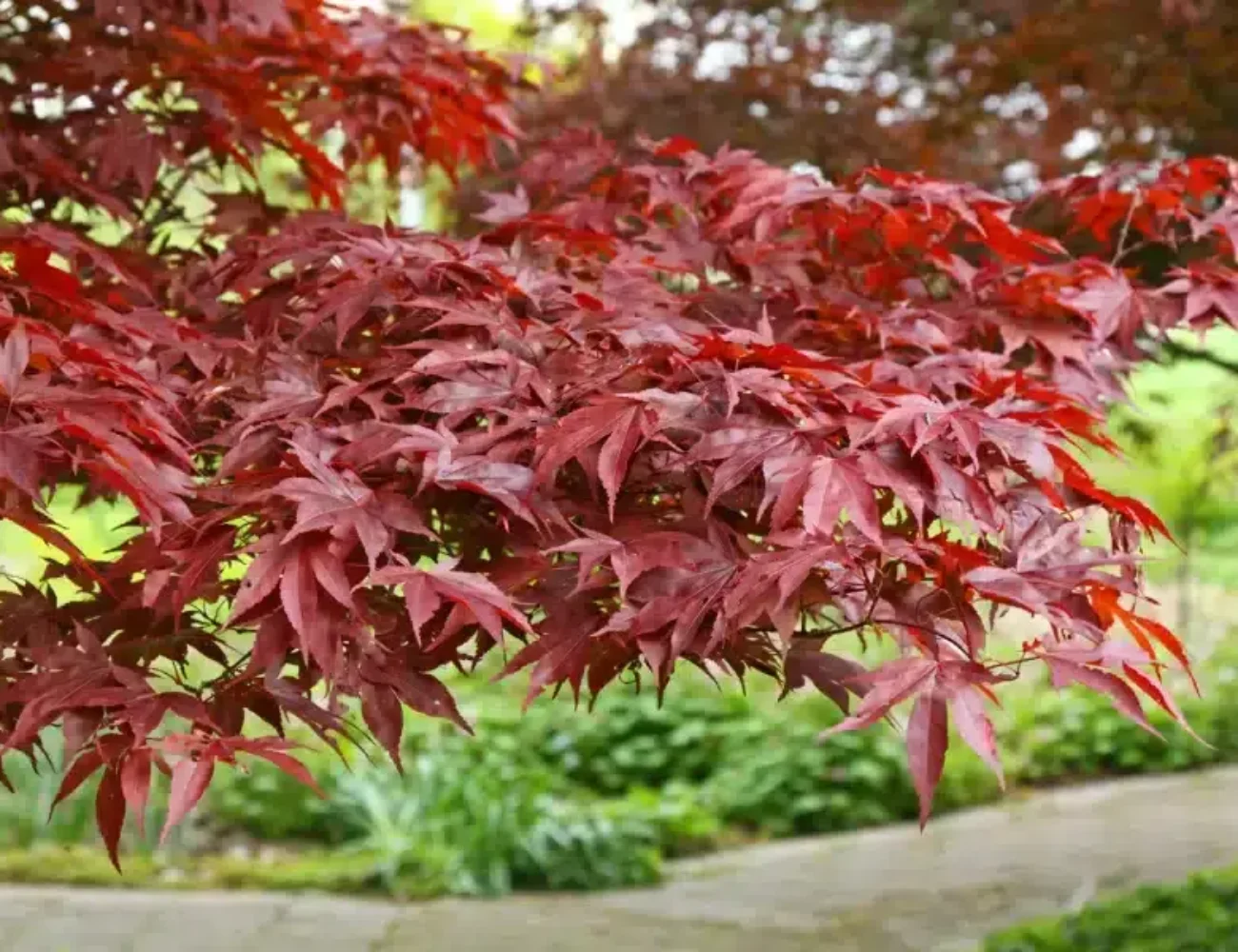 Acer palmatum ‘Fireglow