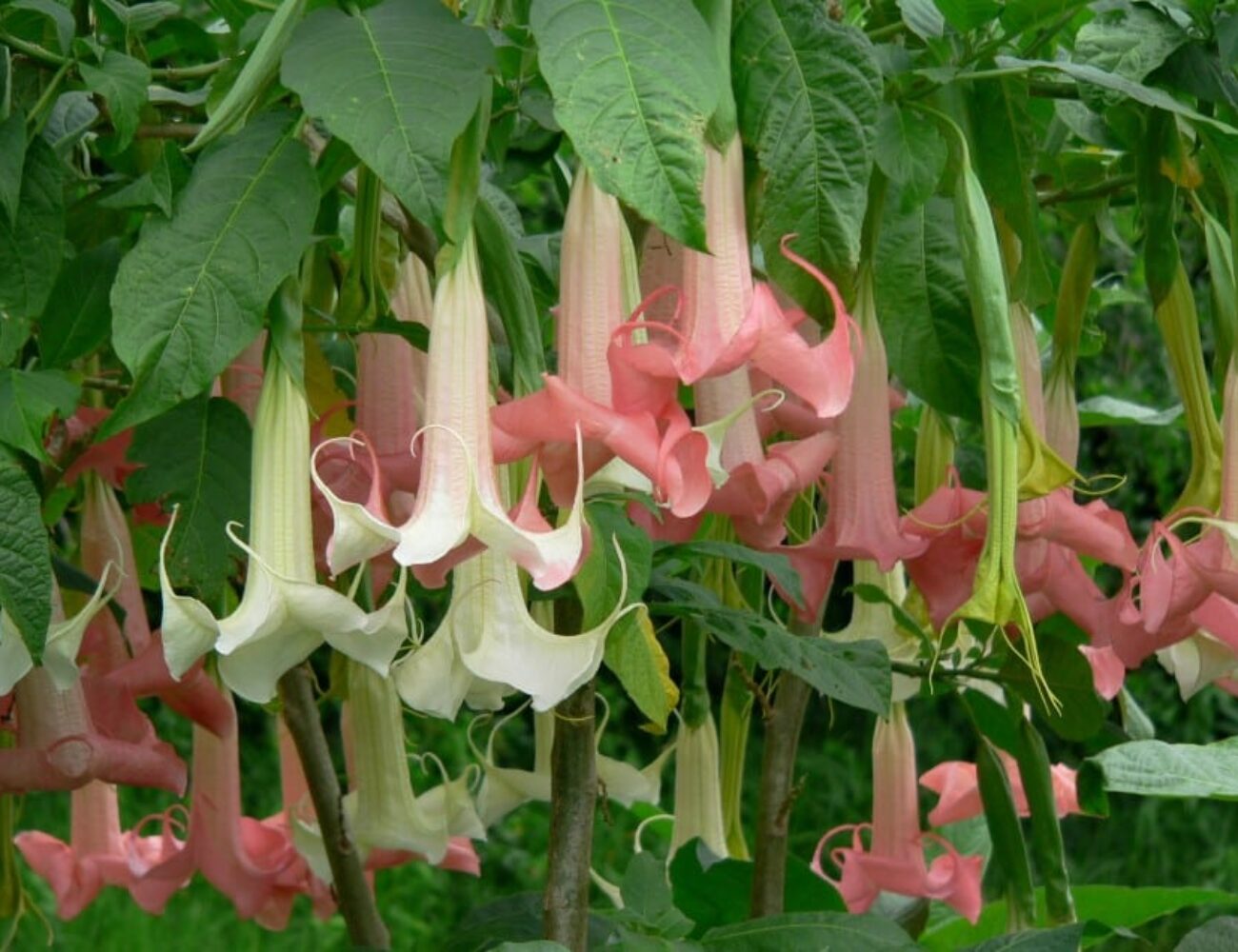 شیپورفرشته