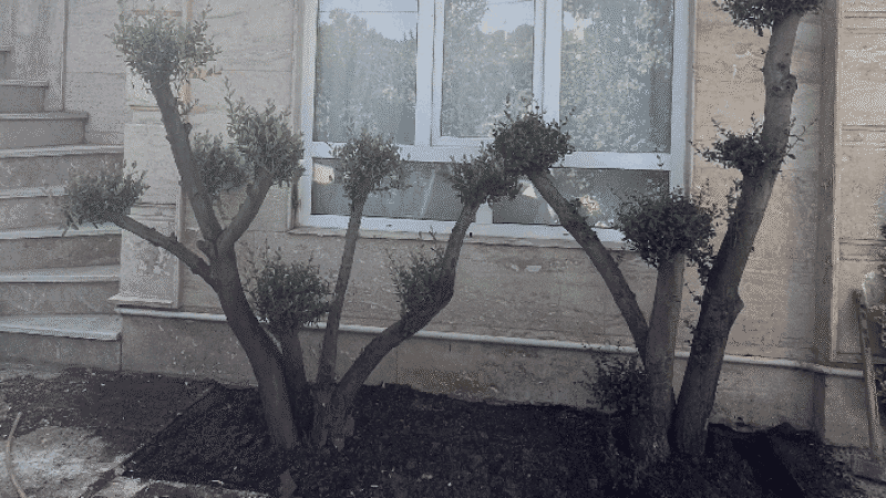 نکات اجرایی کاشت گیاهان در فضای سبز
