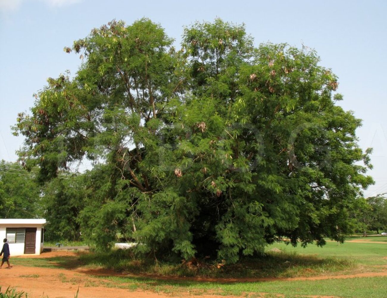 a-129
