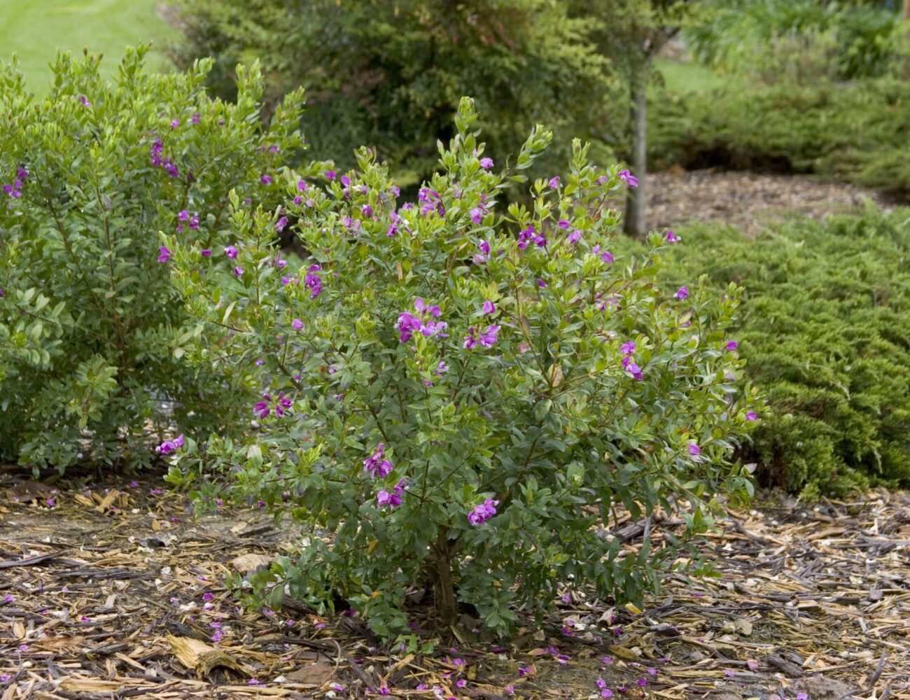 Petite Butterflies Sweet Pea Shrub, Polygala fruticosa, at Visalia CA USA, at Monrovia Nursery Co.