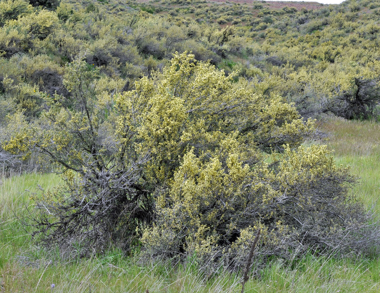 Purshia tridentata