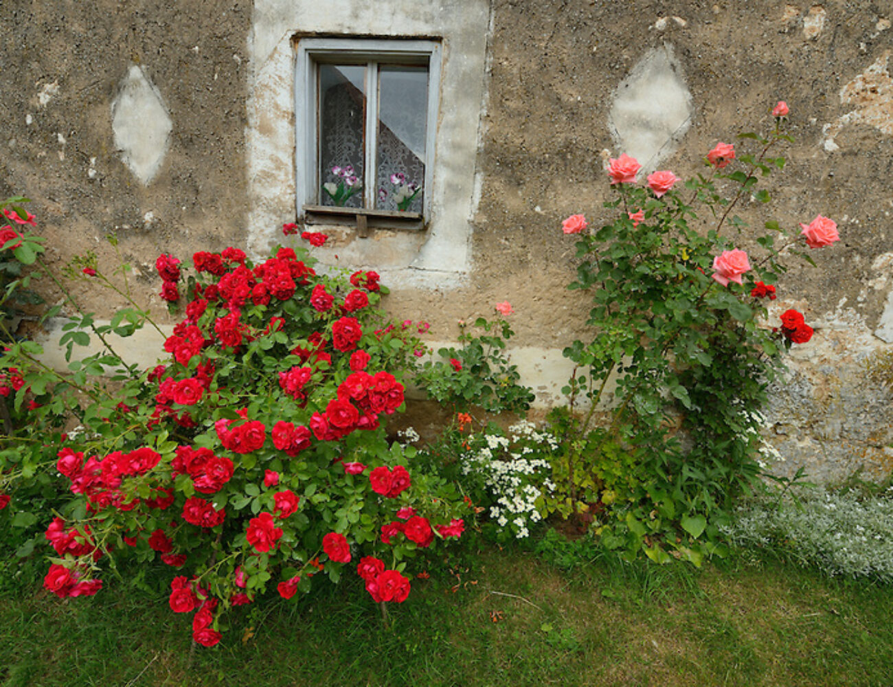 Roses, Rosa sp. North Velebit National Park,  Velebit Nature Park, Rewilding Europe rewilding area, Velebit  mountains, Croatia
