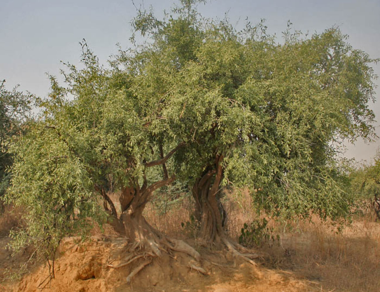 a-232