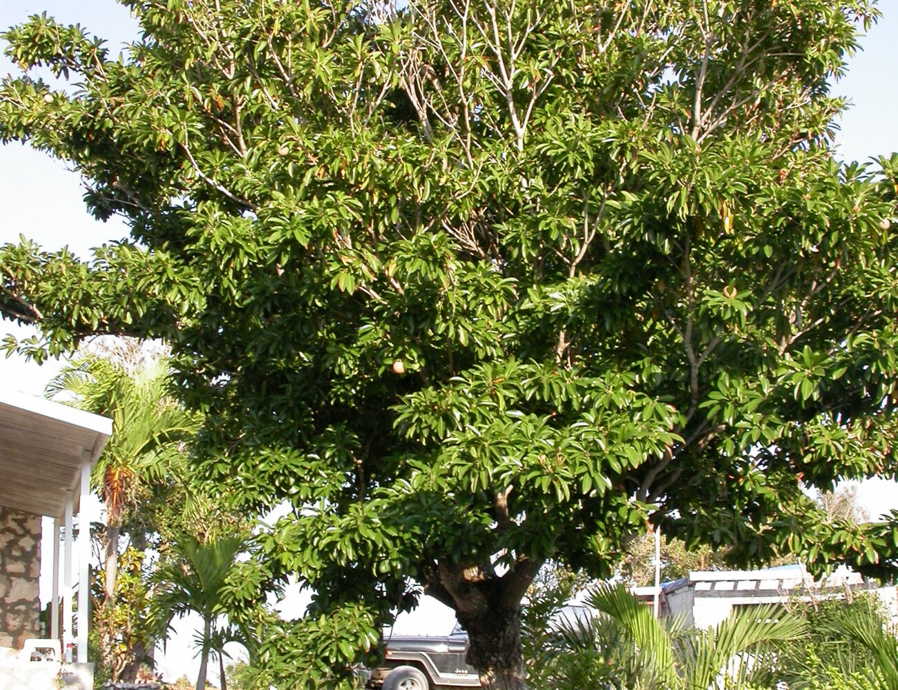 a-236