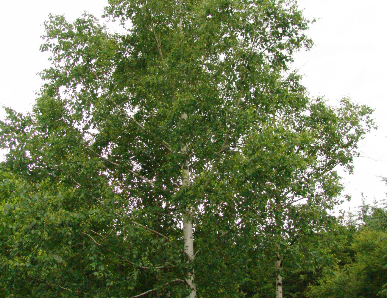 a-24