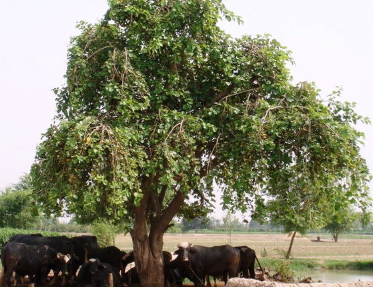 a-262