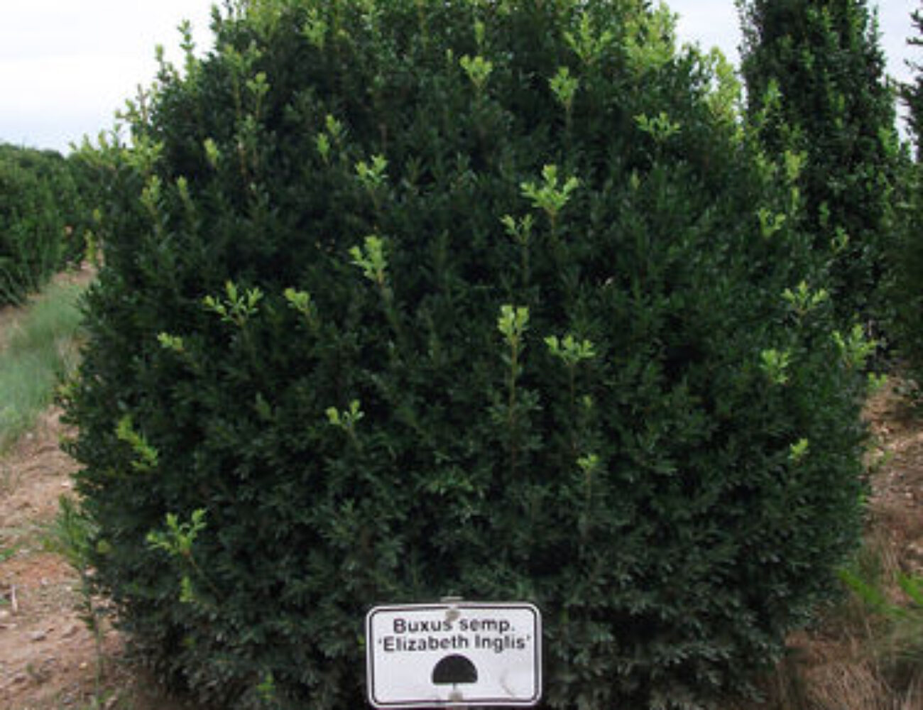 a-32