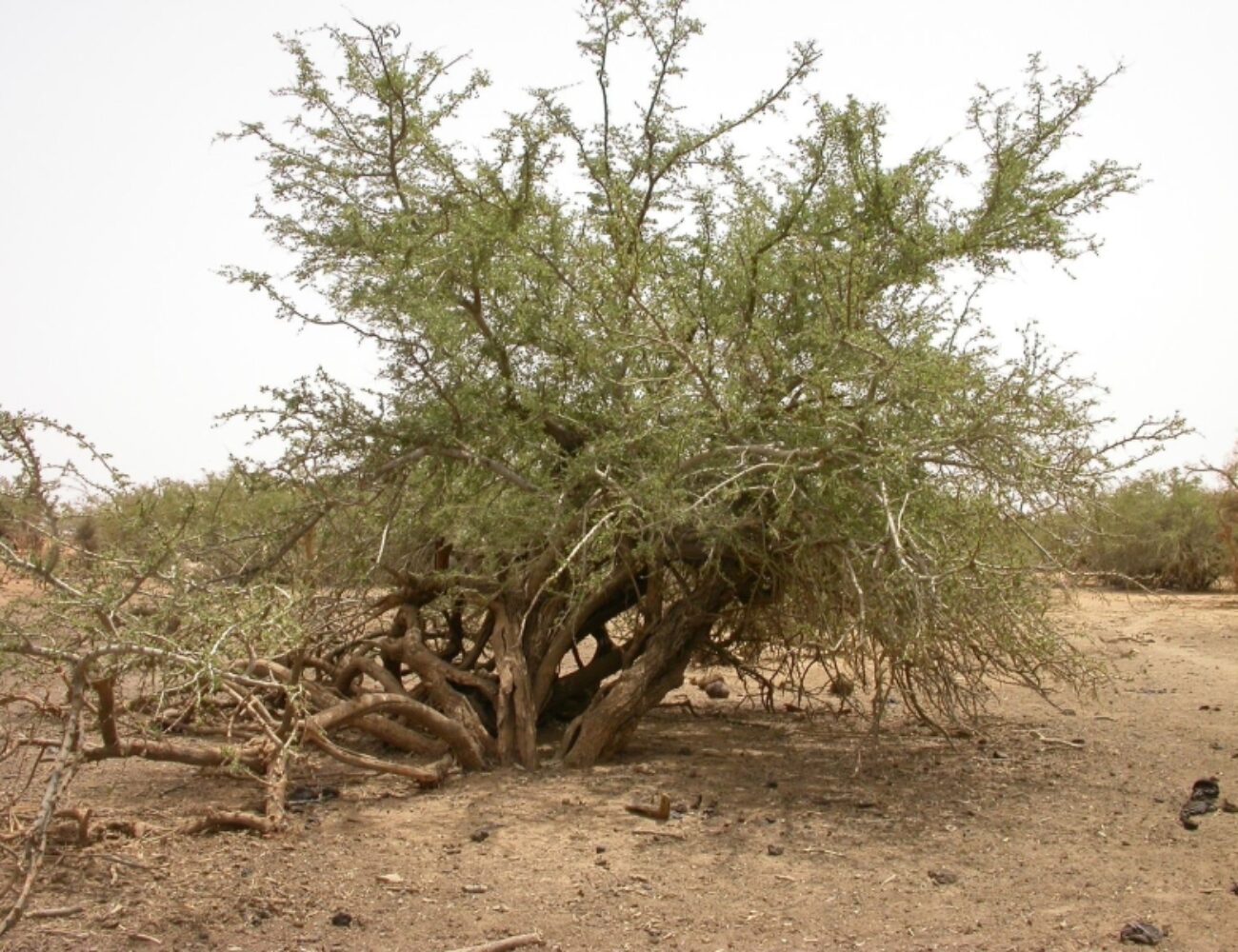 Maerua_crassifolia