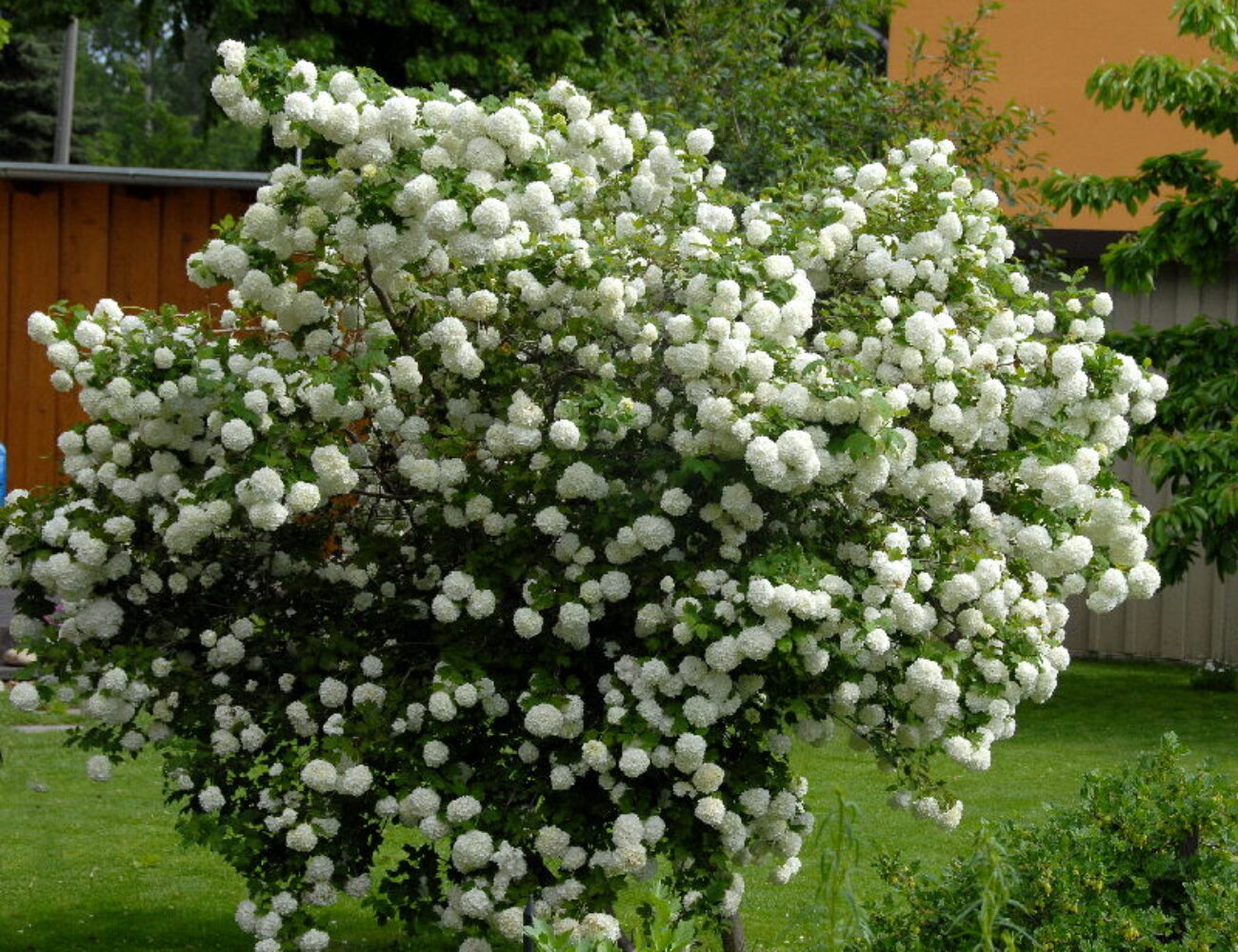 Bild für webshops www.plantes.ch / www.pflanzen-shop.ch / www.plant-shopping.com -  Damien Romanens