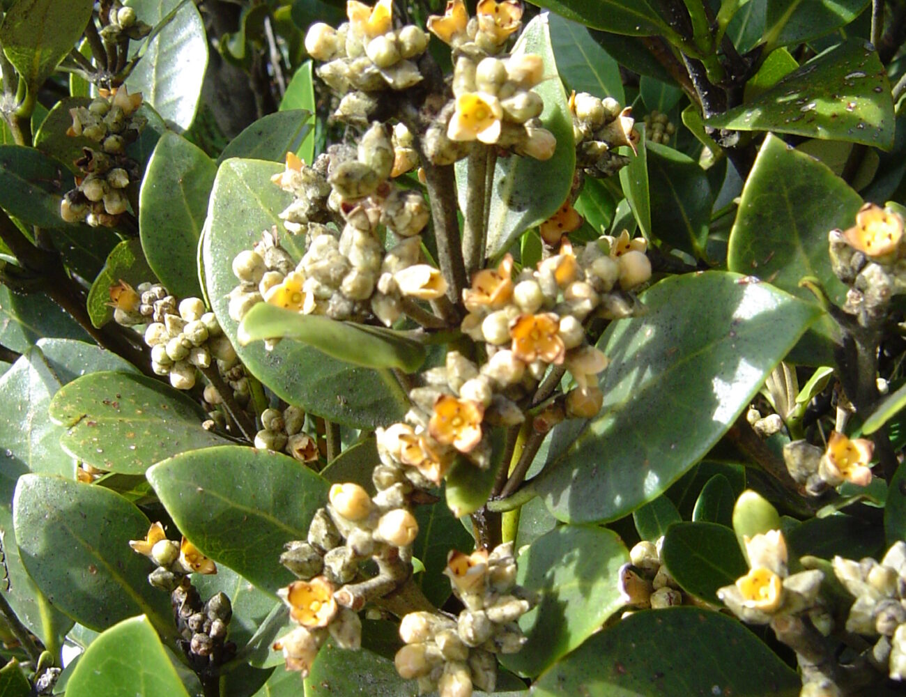 Avicennia marina white mangrove coastal salt marsh estuarine