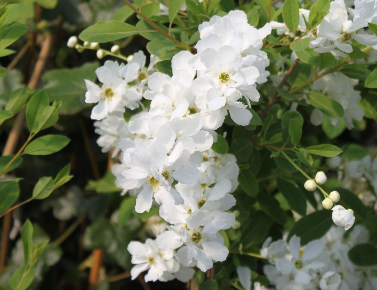 weiße Blüten, angenehm duftend, reich blühend,