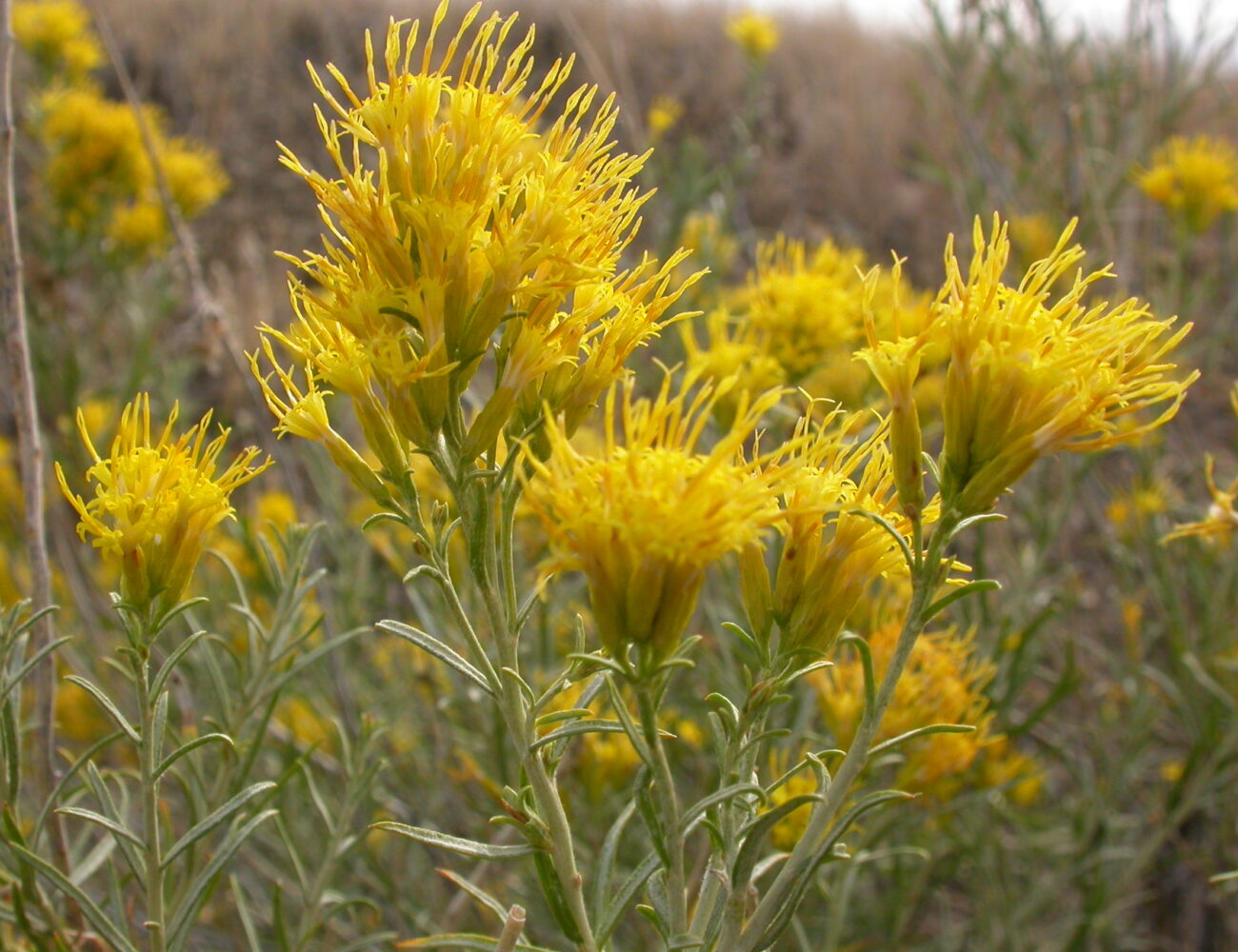 This form has narrowly linear gray-green leaves and in this area mostly inhabits the sagebrush steppe away from roads but in settings with more than average bare ground (e.g., on the clayey slopes).