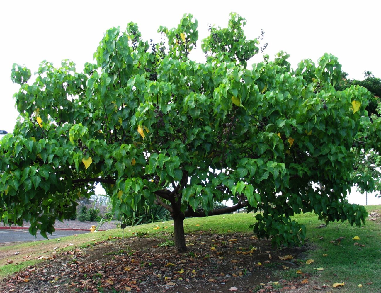 c-120