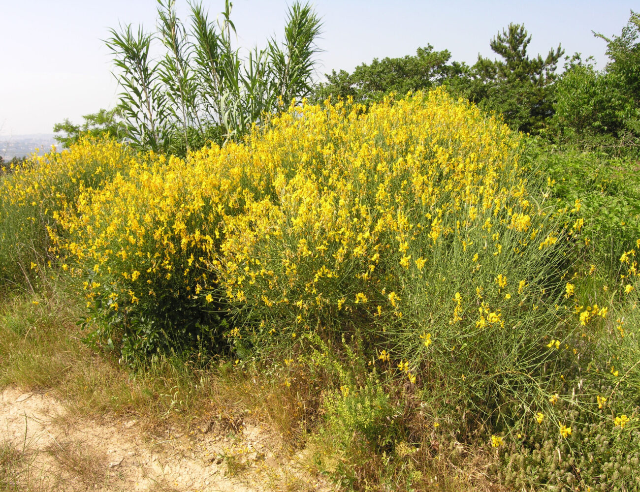 c-174
