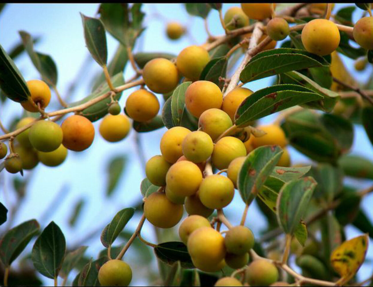 c-201