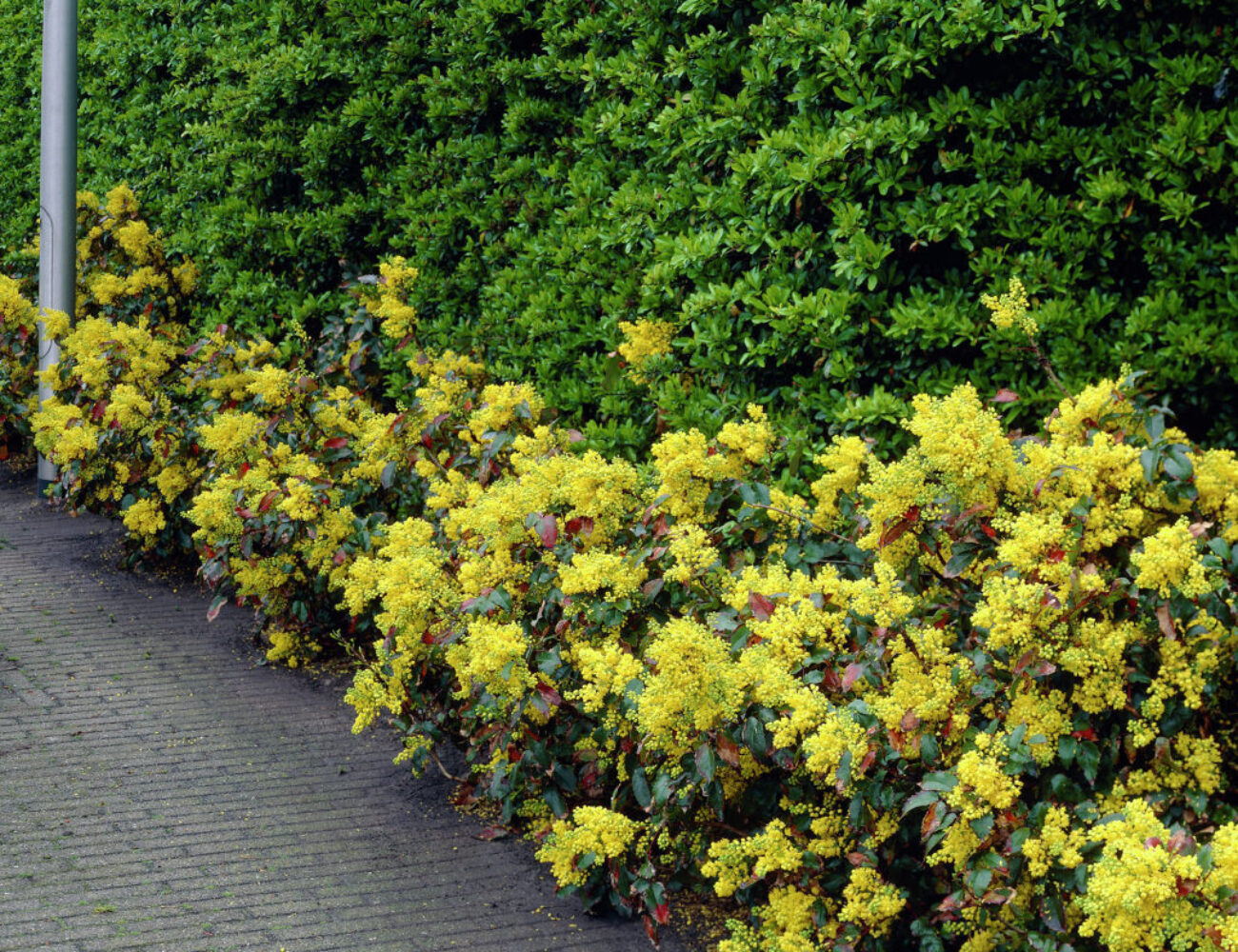 Mahonia aquifolium