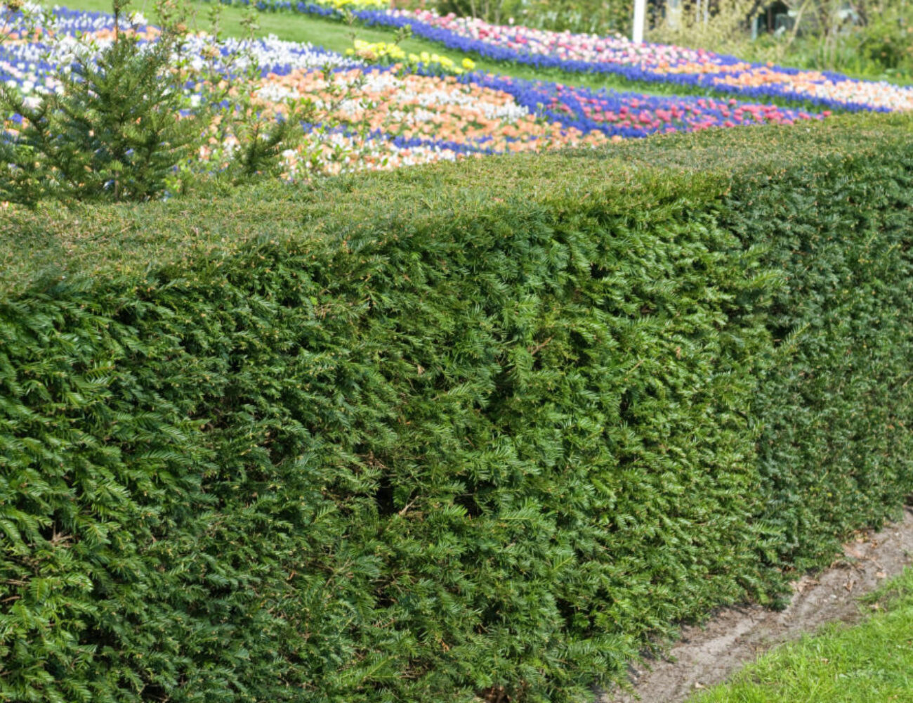 Taxus baccata