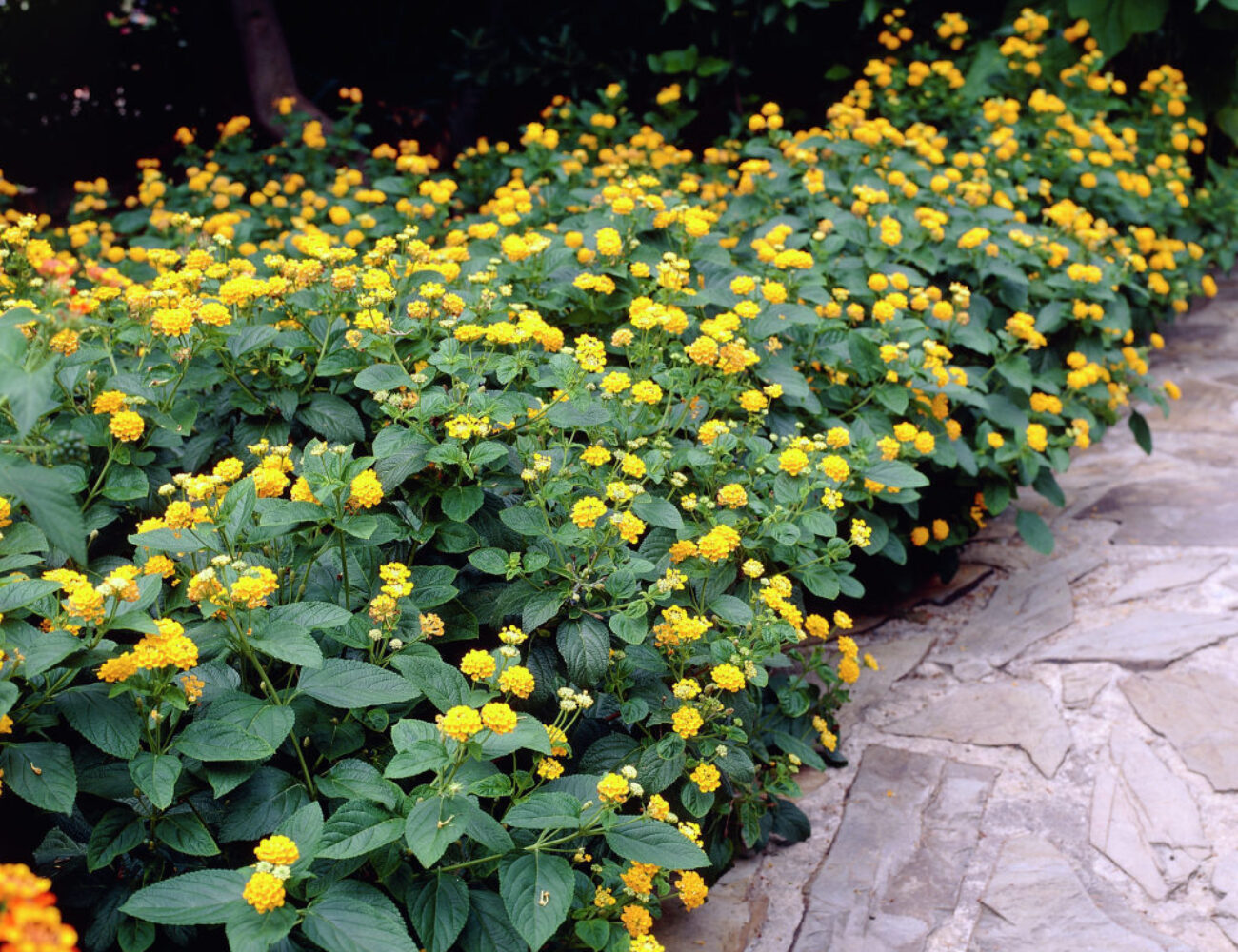 Lantana camara