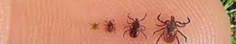 کنه