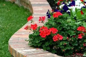 کاشت و نگهداری فضای سبز