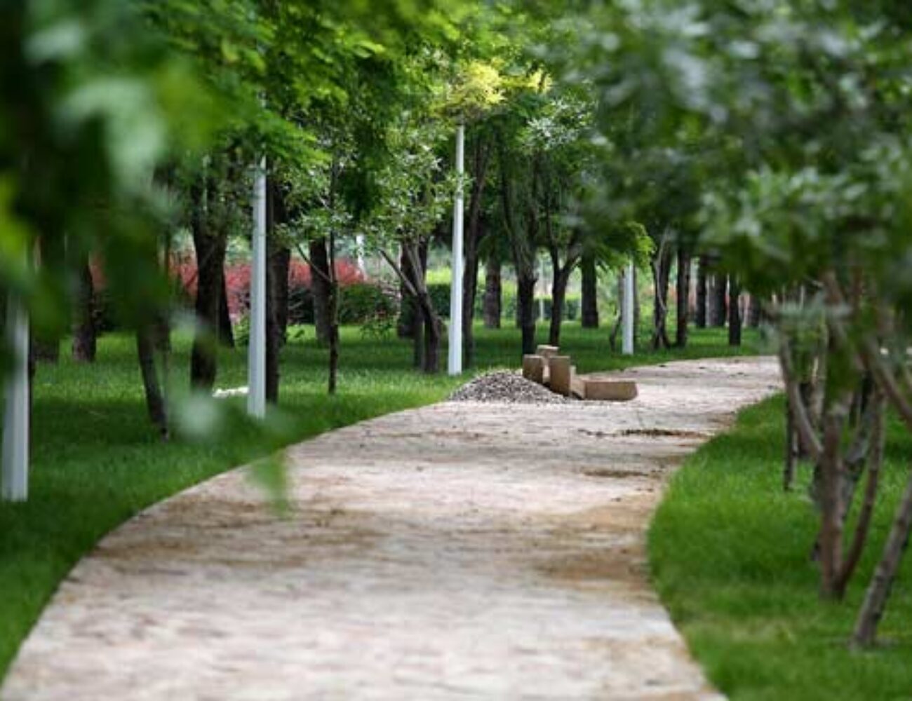 خدمات انتخاب و طراحی کاشت گیاهان فضای سبز شهری