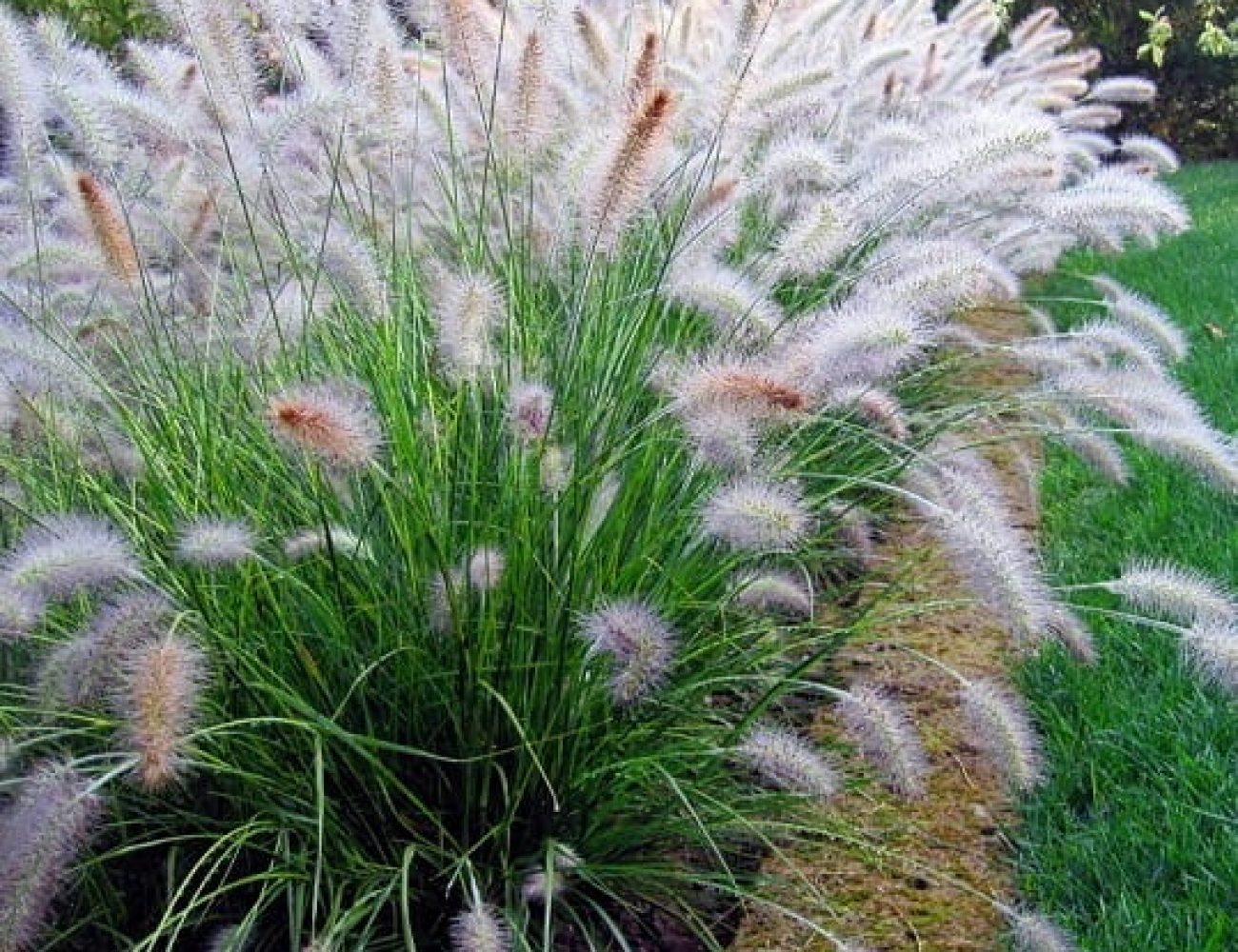 گراس‌های زینتی